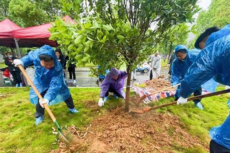 杜仲立枯病防治：对症下药，保障绿意盎然