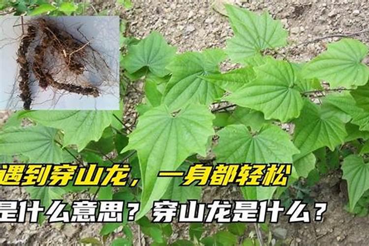 穿山龙守护者：病虫害防治与药剂选择指南