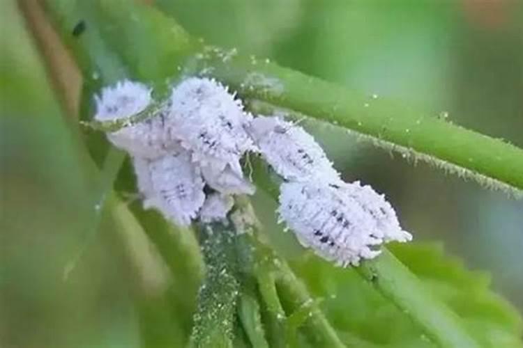 常见虫害难防治，对抗高抗药性害虫