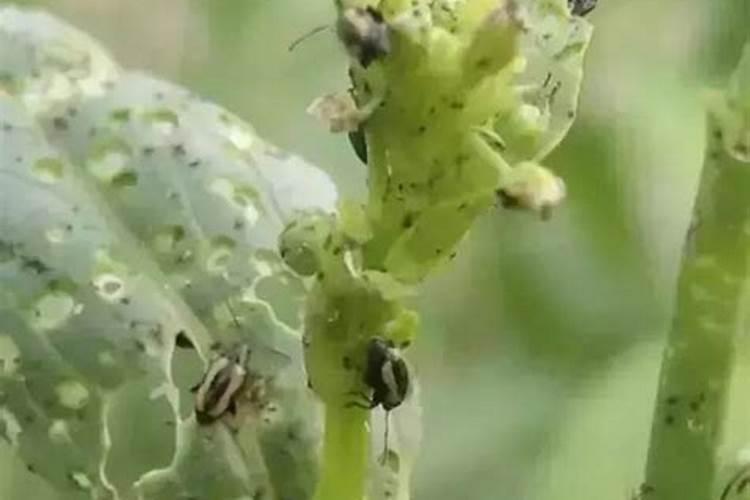 常见虫害难防治，对抗高抗药性害虫