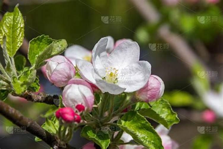 春季苹果园的科学管理之道