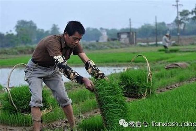 水稻大田栽培管理技术要点