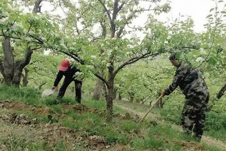 座果期梨树管理的关键步骤