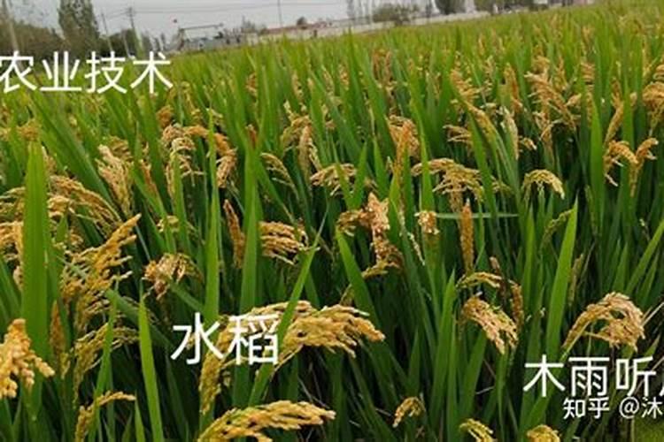 克无踪除草效果提升指南：策略与实践？