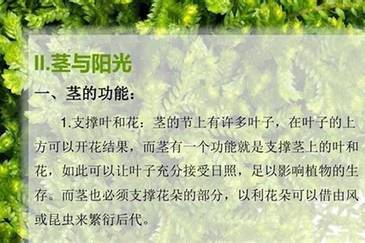 底肥的奥秘：植物生长的地基工程