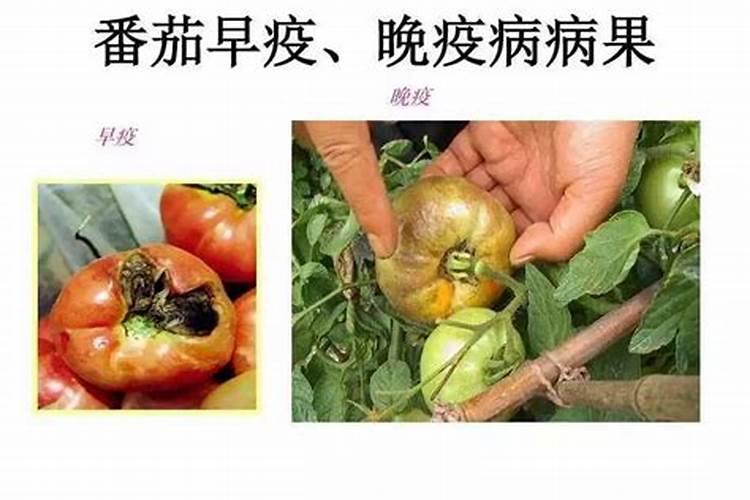 战胜西红柿晚疫病：有效防治策略与药剂选择指南