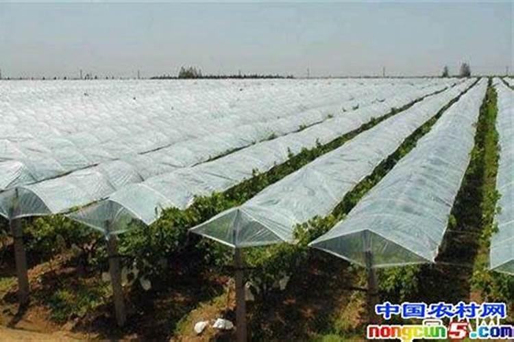 葡萄避雨栽培建园操作技术规程