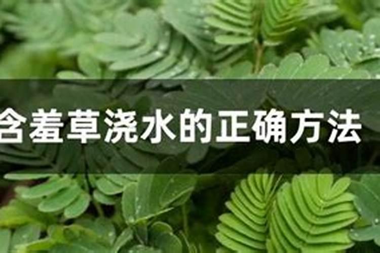 含羞草怎么浇水，浇水方法大全？