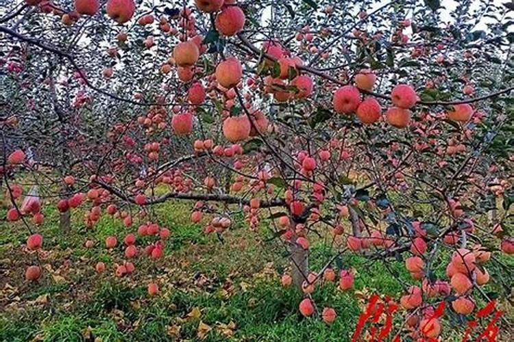 秋季守护：苹果采收后的病虫防治策略