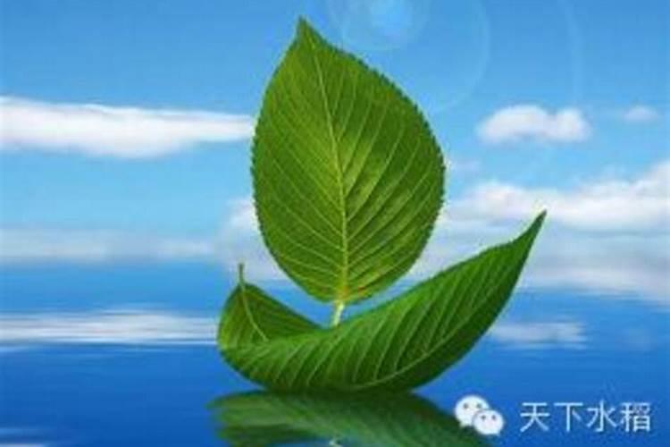 警惕！使用细菌生物农药的五大注意事项