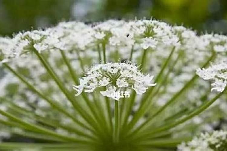 药材种植致富经：科学栽培与市场导向并重