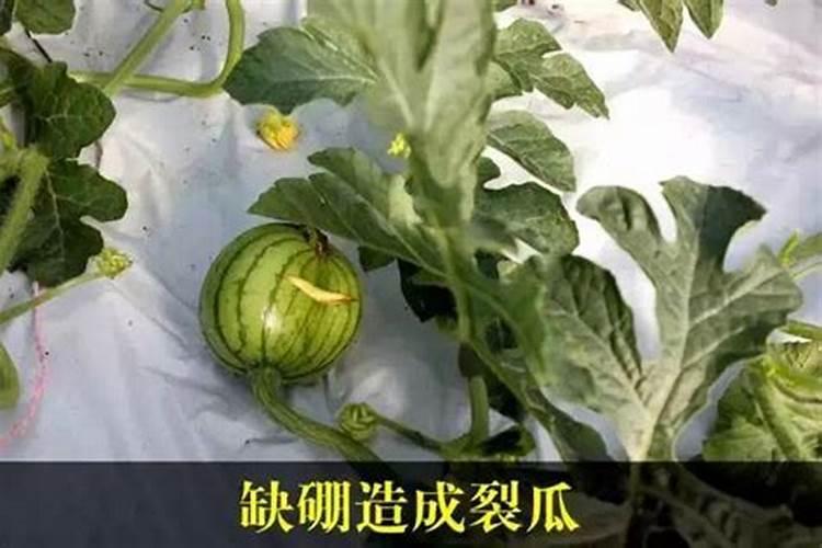 西瓜缺硼有什么症状，西瓜缺硼如何补救？