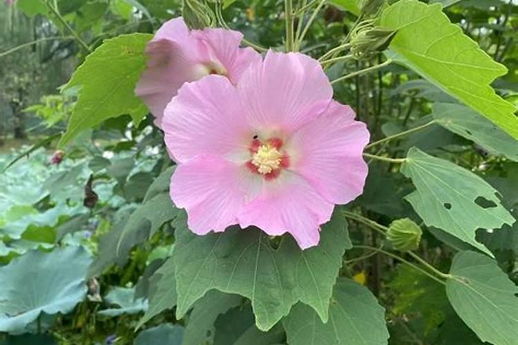 芙蓉花开正盛时：施肥的艺术与科学