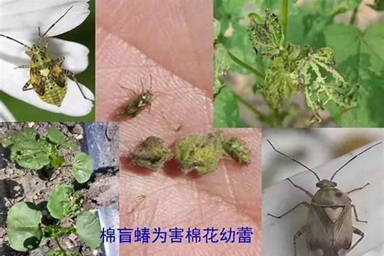 棉花？蝽象危害棉花什么部位？