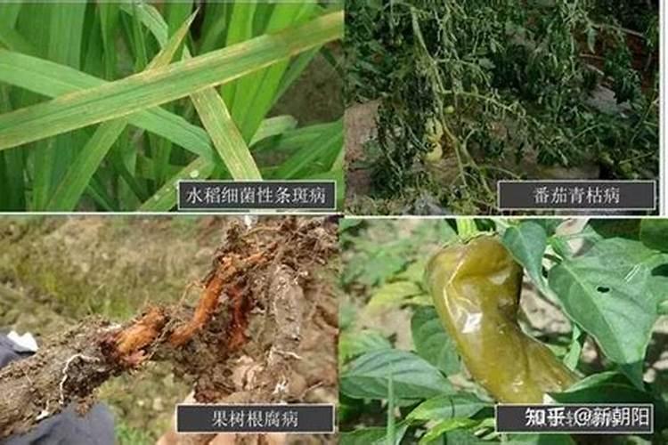 芸苔素拌大蒜的正确方法是什么？