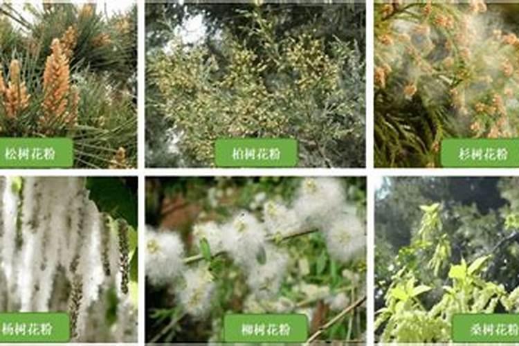 警惕美丽背后的杀手：不宜用于花卉与果树的农药解析