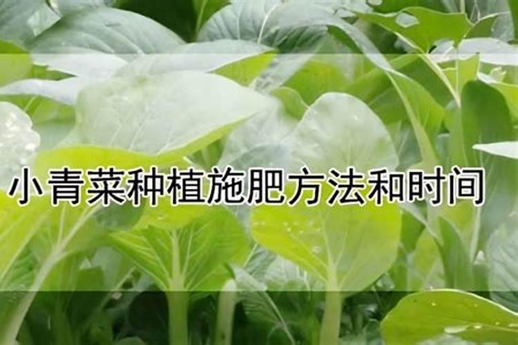 绿意盎然：叶菜科学追肥的秘籍