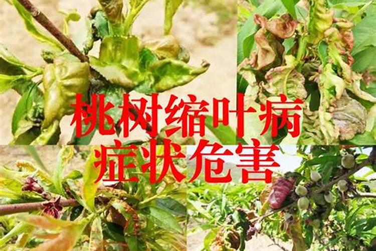 荷兰豆嫩叶出现烧伤情况，怎样解决？