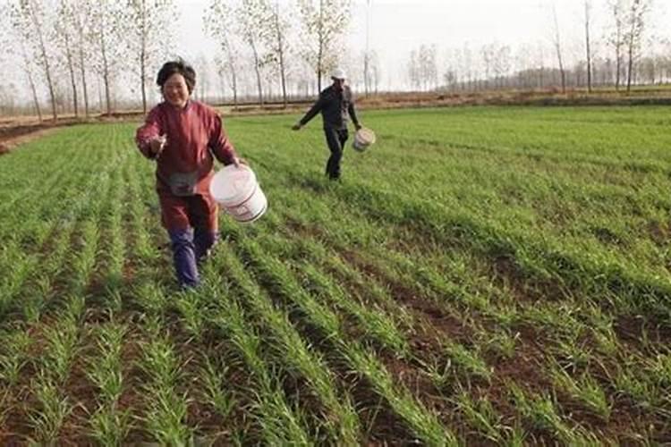 雨天施肥：科学还是误区？