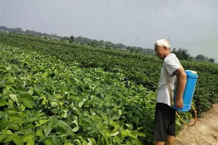 雨天施肥：科学还是误区？