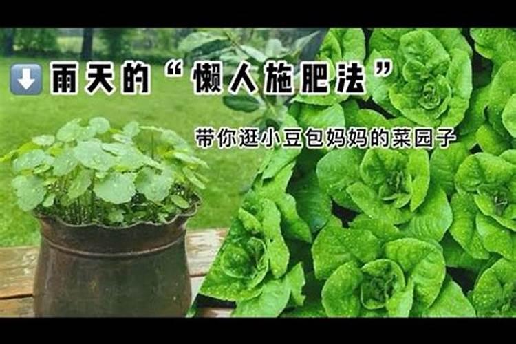 雨天施肥：科学还是误区？