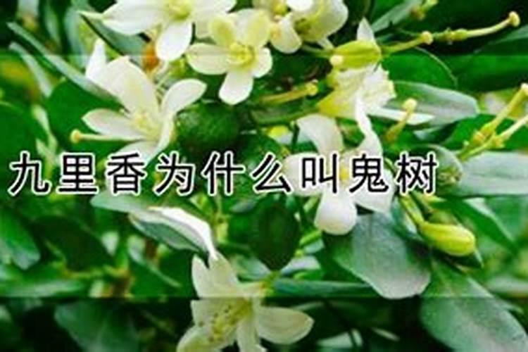 九里香叫鬼树的原因（九里香为什么叫鬼树）？