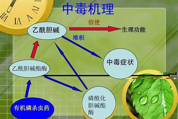 探究急性农药中毒的多元原因：一篇全面解析？