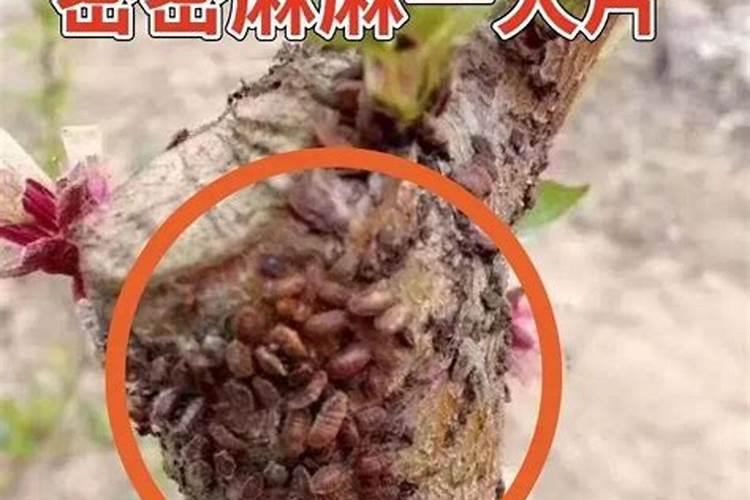 守护绿意盎然：无花果树上蚧壳虫的防治之道