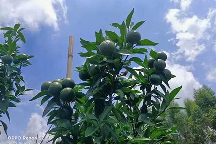 沃柑施高磷肥料易成花吗怎么办？