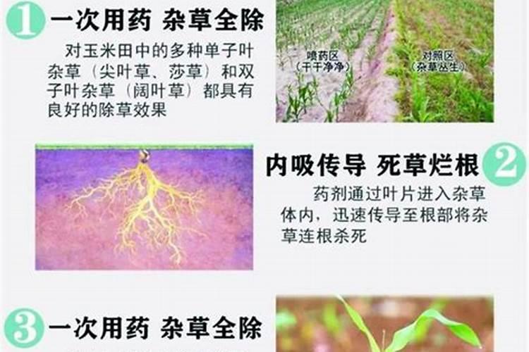 桔梗田药剂除草防治技巧：高效策略与实践指南