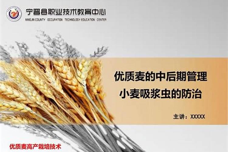 山药中后期管理技术：确保高产优质的关键步骤