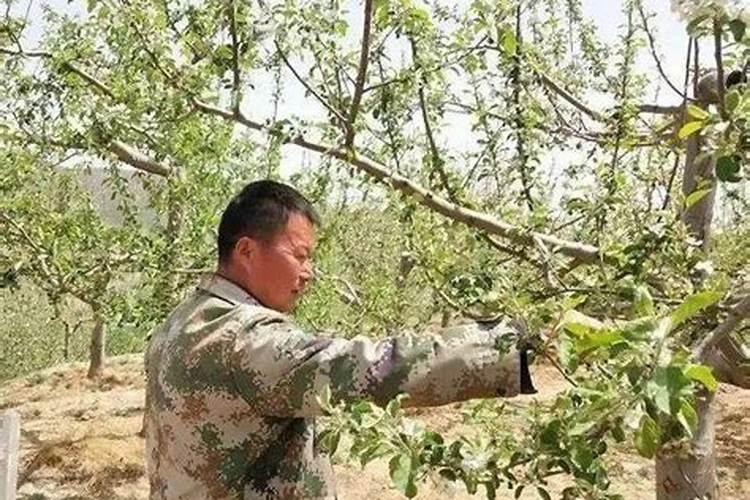 果树全年管理记住4句话！全年管理注意啥？