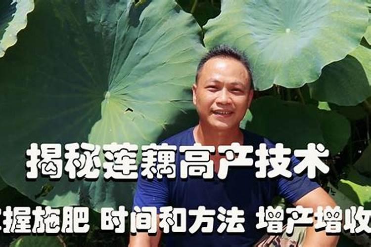 揭秘莲藕高效施肥的黄金法则