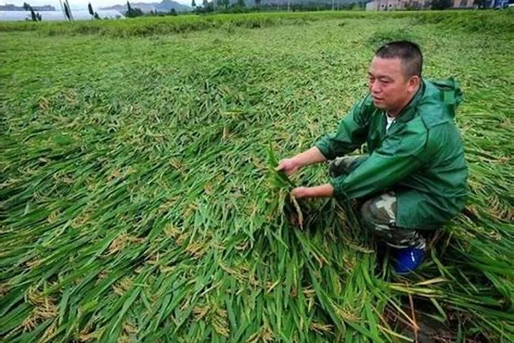 水稻倒伏、草害应对措施