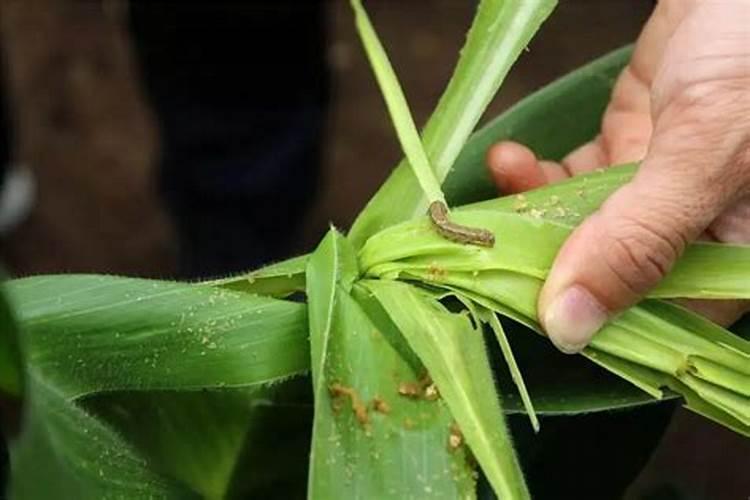 守护绿意盎然：生物农药在草地贪夜蛾防治中的作用与应用