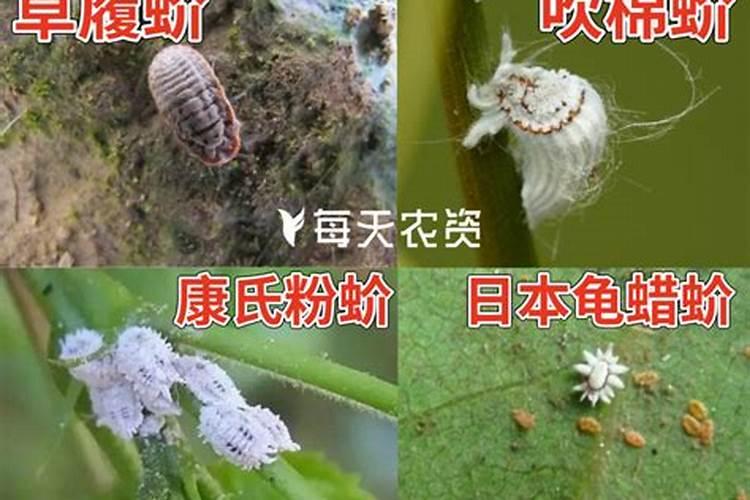 守护绿意盎然：介壳虫防治的有效策略