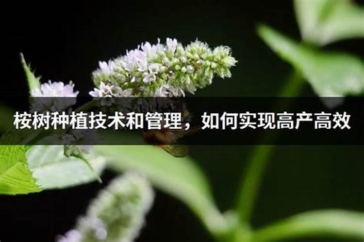 桉树怎么种才高产？桉树高产栽培技术规范