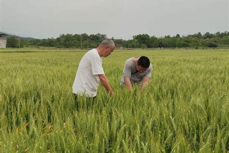 桉树怎么种才高产？桉树高产栽培技术规范