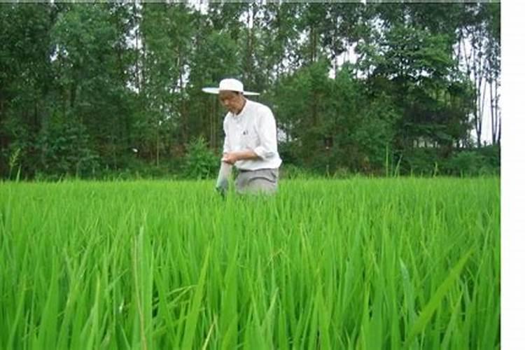 田间守护者：生物农药在稻纵卷叶螟防治中的药效试验探索