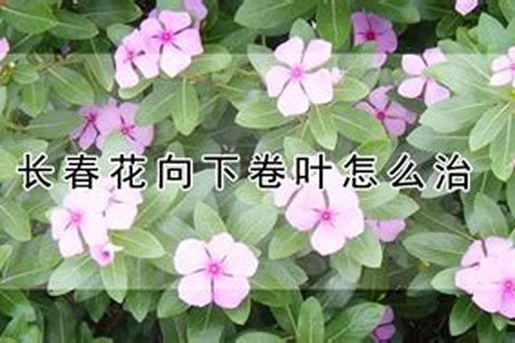 长春花叶子蔫了怎么办？——水分调节与综合护理指南