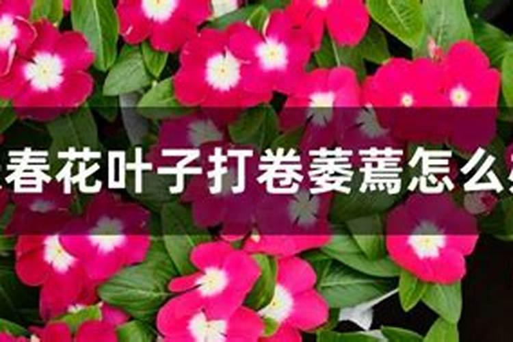 长春花叶子蔫了怎么办？——水分调节与综合护理指南