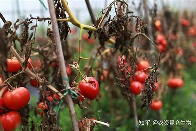 战胜顽固敌手：有效防治番茄根腐病的策略