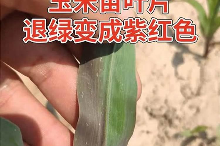 玉米苗变紫色有多种原因引起？