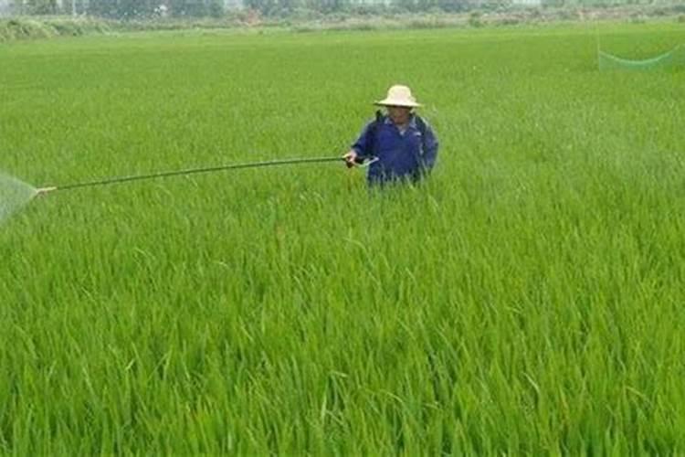 农业局阴雨天气蔬菜喷药注意事项