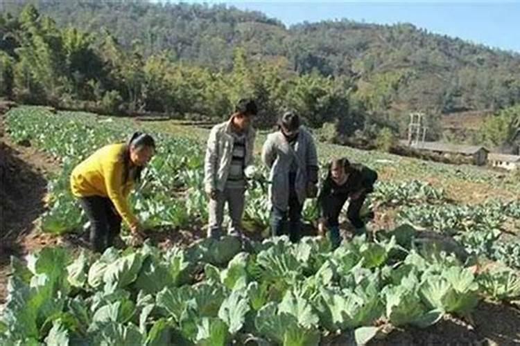 有机蔬菜轮作原则及“土壤病”的防治