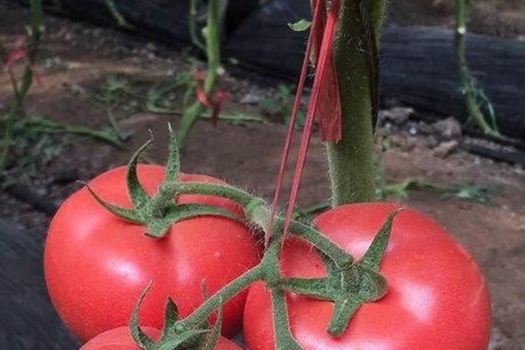 越夏番茄怎么样种植？