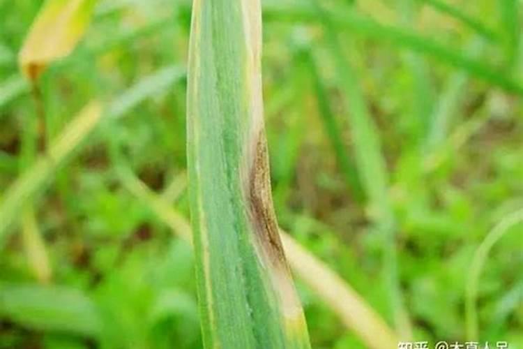 种植大蒜时主要注意防治哪些病虫害？