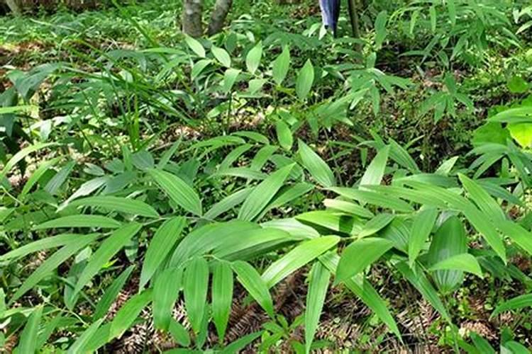 枫香与黄精：探秘套种模式的绿色栽培技术