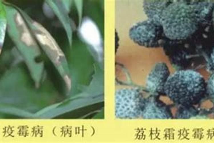 龙眼病虫害防治：守护甘甜果实的关键策略