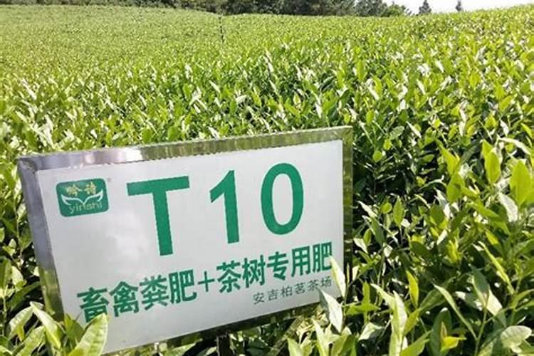 揭秘茶叶专用肥：种类、特点与使用要点全攻略？